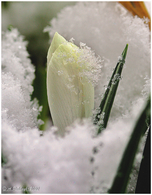 Фотографія Весна...22-й день березня... / Anatoliy Pohilyuk / photographers.ua