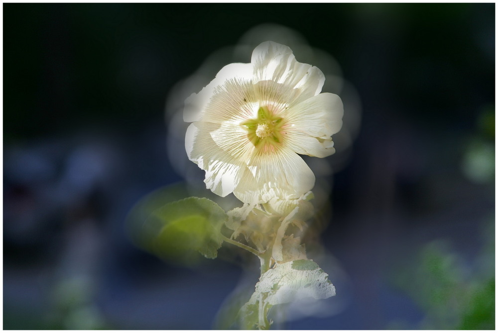 Фотографія **** / Anatoliy Pohilyuk / photographers.ua