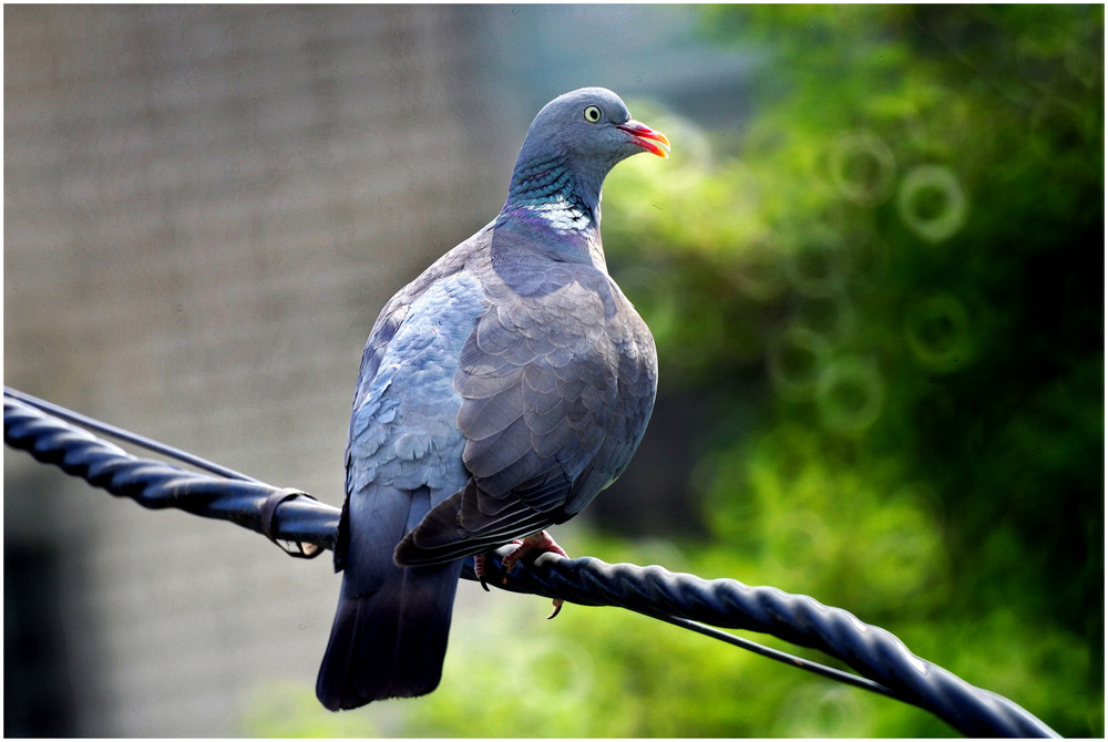 Фотографія Припутень... / Anatoliy Pohilyuk / photographers.ua