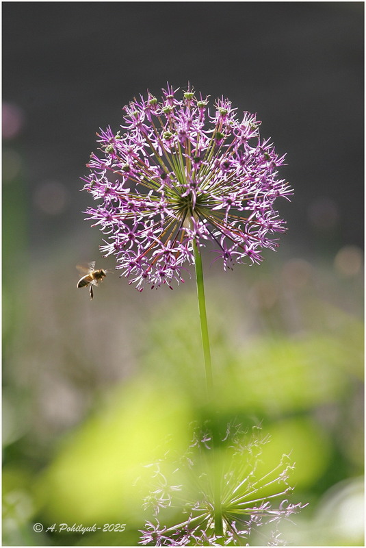 Фотографія **** / Anatoliy Pohilyuk / photographers.ua