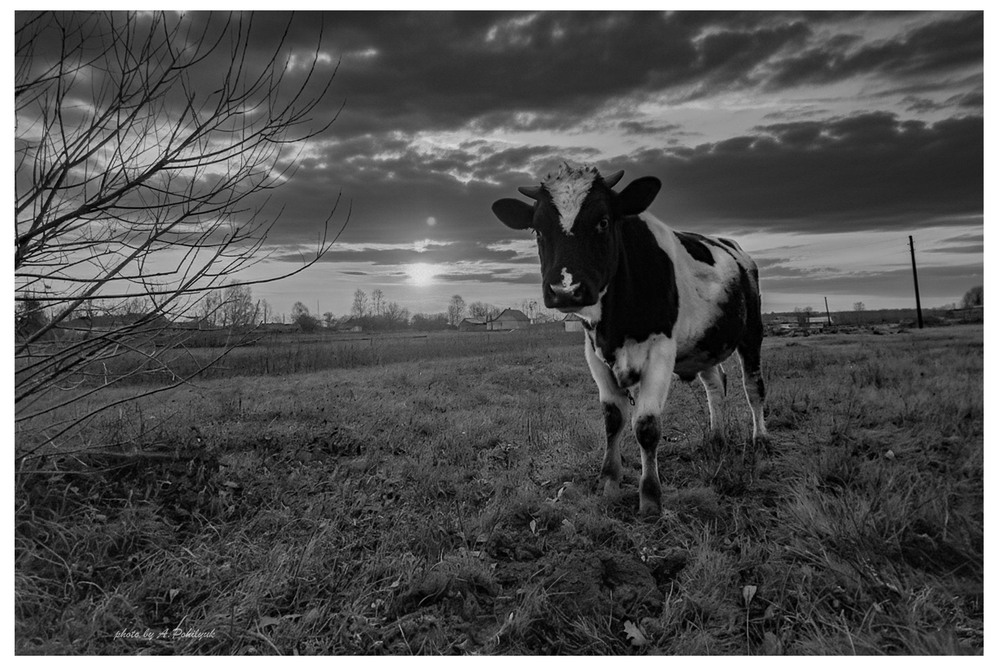Фотографія **** / Anatoliy Pohilyuk / photographers.ua
