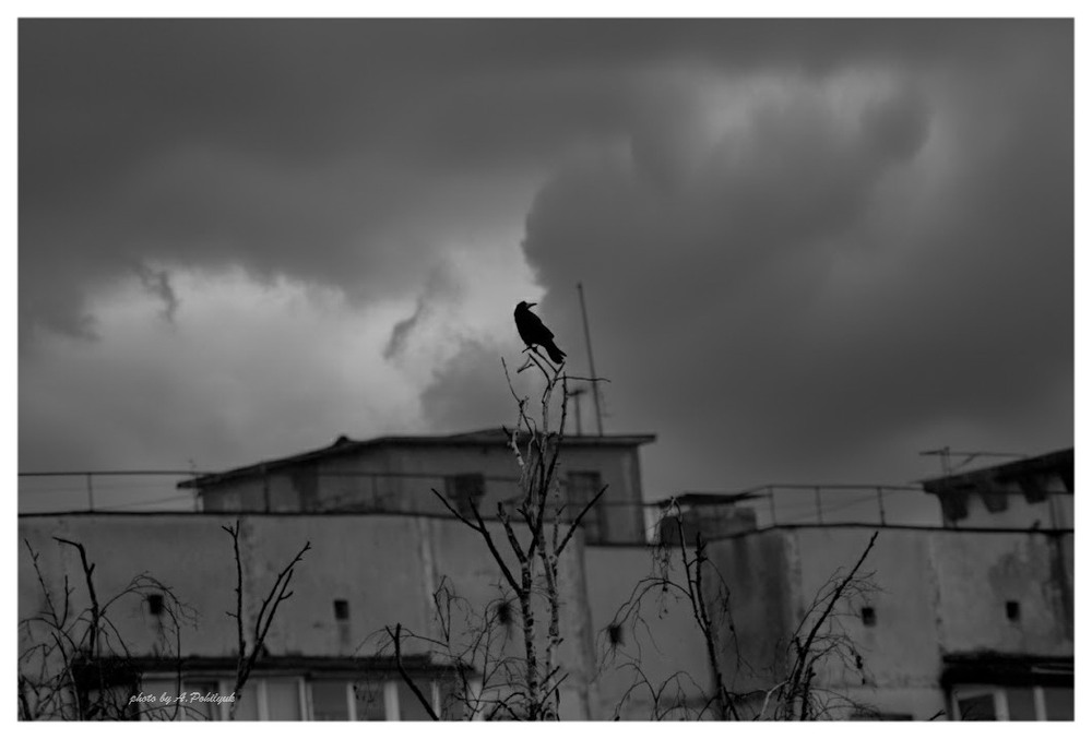 Фотографія **** / Anatoliy Pohilyuk / photographers.ua