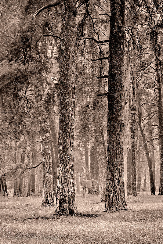 Фотографія **** / Anatoliy Pohilyuk / photographers.ua