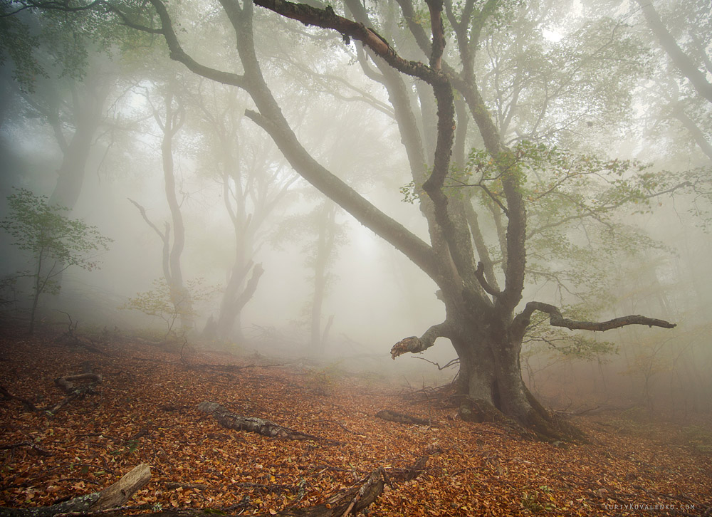 Фотографія Туман в осеннем лесу / Yuriy Kovalenko / photographers.ua