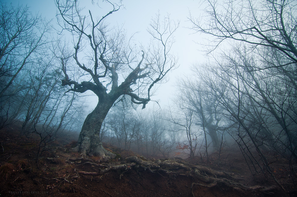 Фотографія В сумрачном лесу / Yuriy Kovalenko / photographers.ua