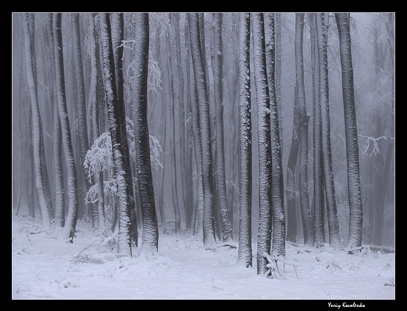 Фотографія Frozen Forest / Yuriy Kovalenko / photographers.ua