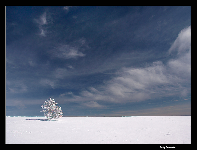 Фотографія Из зимней жизни одного дерева / Yuriy Kovalenko / photographers.ua