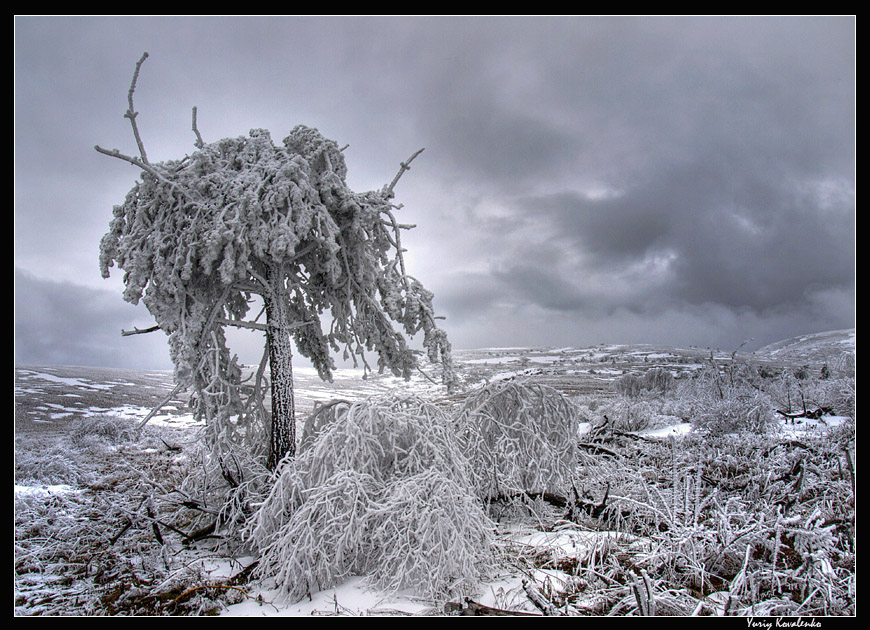 Фотографія frozen tree / Yuriy Kovalenko / photographers.ua