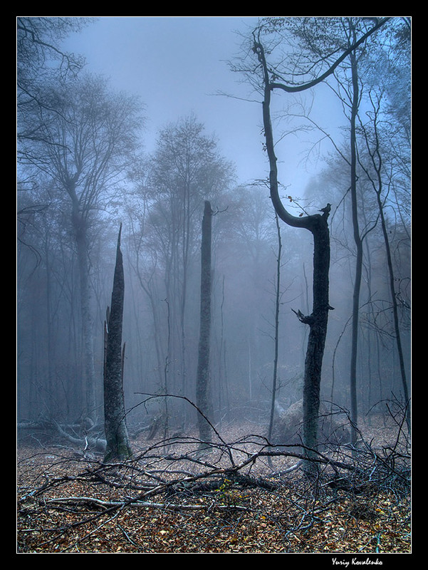Фотографія Dark forest / Yuriy Kovalenko / photographers.ua