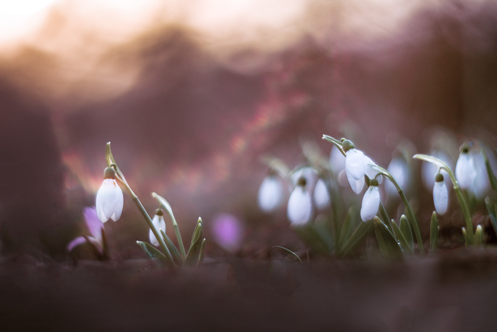 Фотографія Весна приходит шёпотом... / Tatyana Averina / photographers.ua