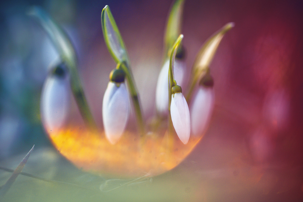 Фотографія Ярким, чудесным светом гнездышко вьет весна... / Tatyana Averina / photographers.ua