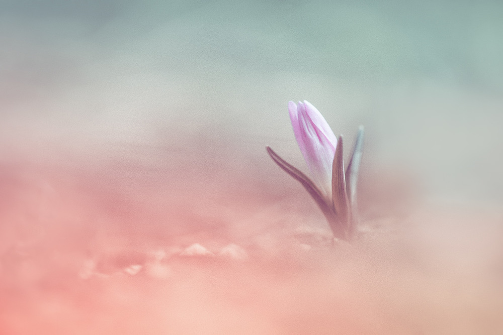 Фотографія Как розовое облачко загадочного сна....Весна... / Tatyana Averina / photographers.ua