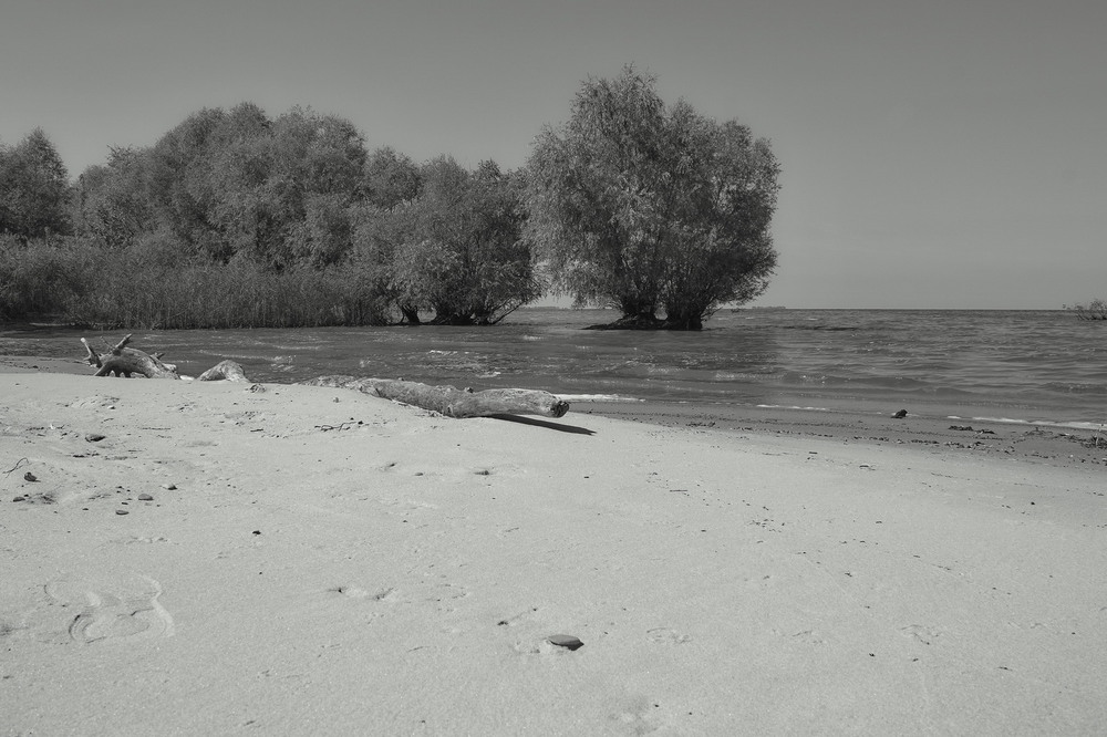 Фотографія Какая-то коряга и деревья, растущие из воды. / Andriy Gredin / photographers.ua