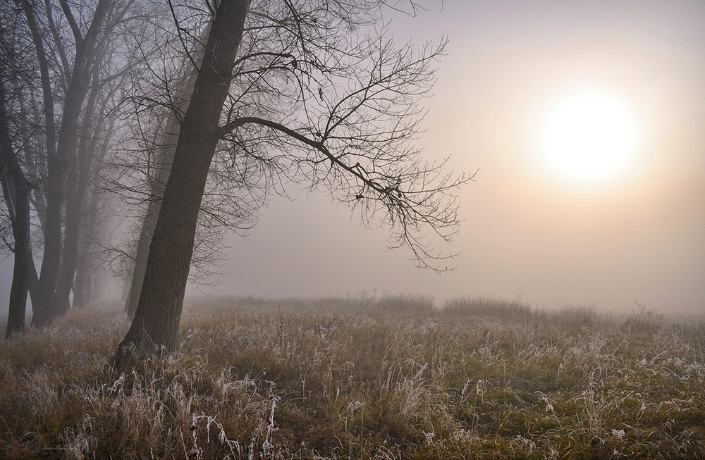 Фотографія Крихка ніжність зимового Сонця / Lana Kravchenko / photographers.ua