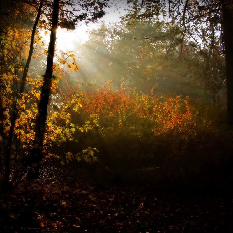 Фотографія Autumn Light / Lana Kravchenko / photographers.ua