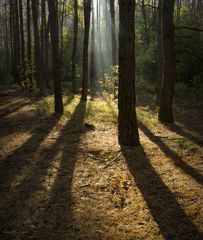 Фотографія Зачарований ліс / Lana Kravchenko / photographers.ua