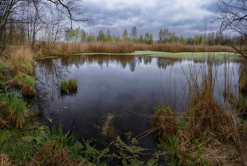 Фотографія Forest lake in spring / Lana Kravchenko / photographers.ua