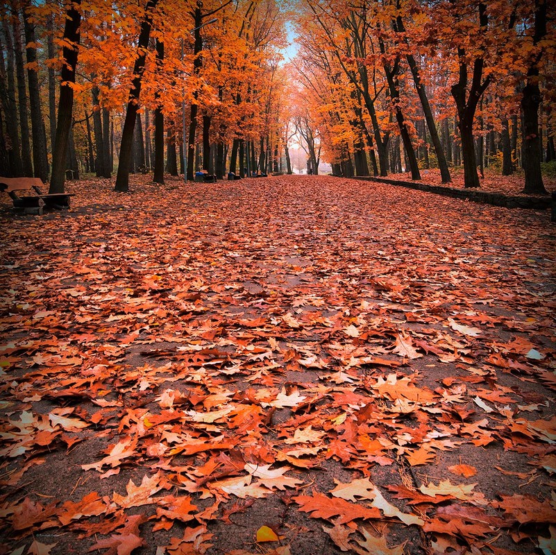 Фотографія Autumn foliage / Lana Kravchenko / photographers.ua