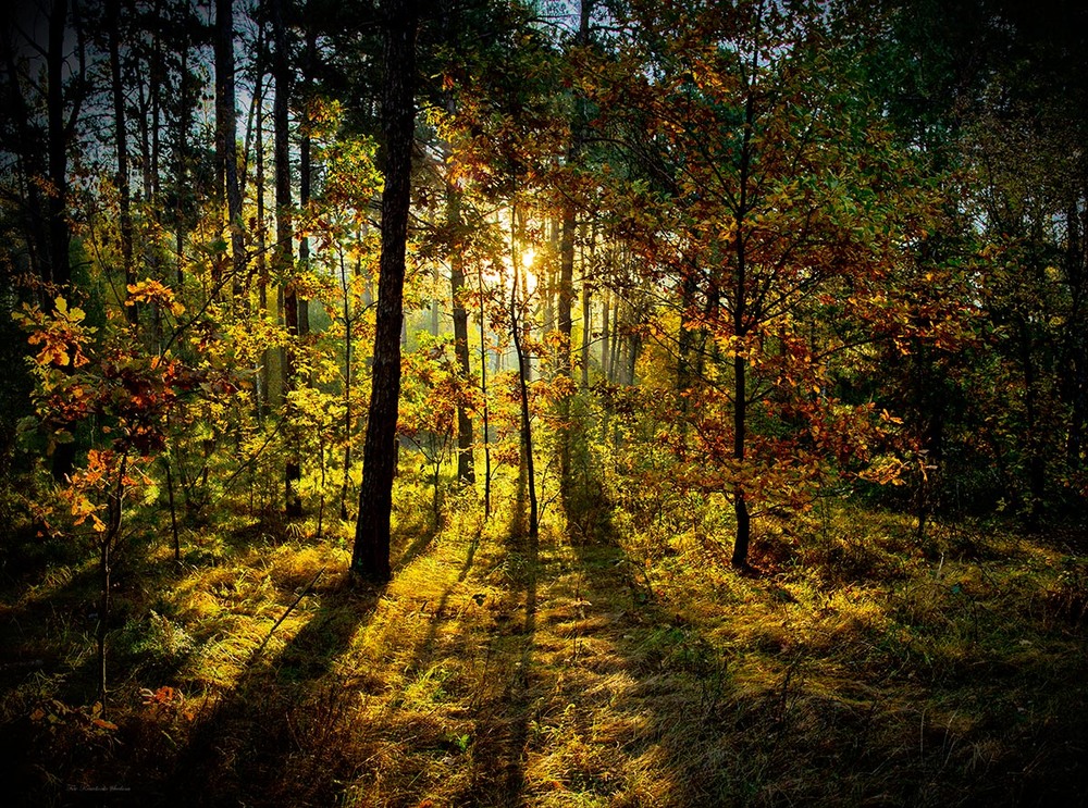 Фотографія Затишок жовтневого лісу / Lana Kravchenko / photographers.ua