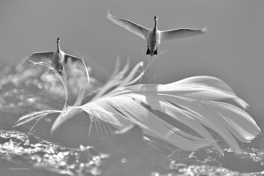 Фотографія Swan tenderness / Lana Kravchenko / photographers.ua