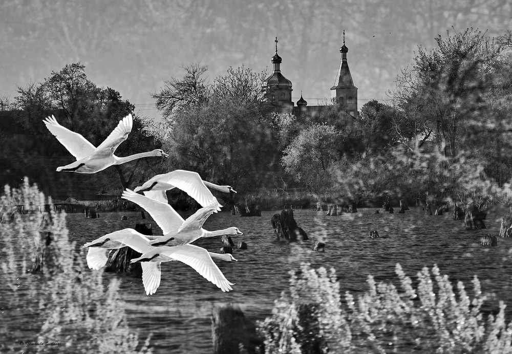 Фотографія Гуси-лебеди...) / Lana Kravchenko / photographers.ua