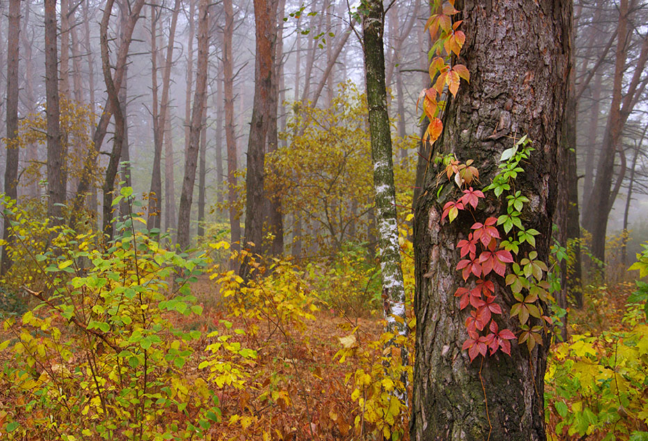Фотографія Colors of Autumn / Lana Kravchenko / photographers.ua