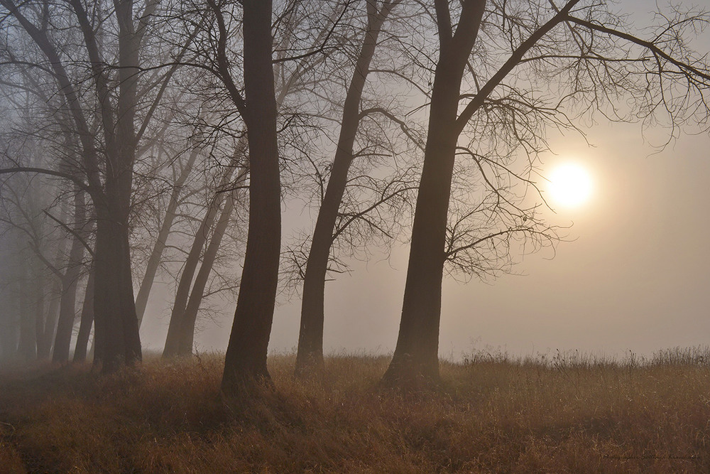 Фотографія Где-то далеко сквозь туман чуть слышно пело солнце...) / Lana Kravchenko / photographers.ua