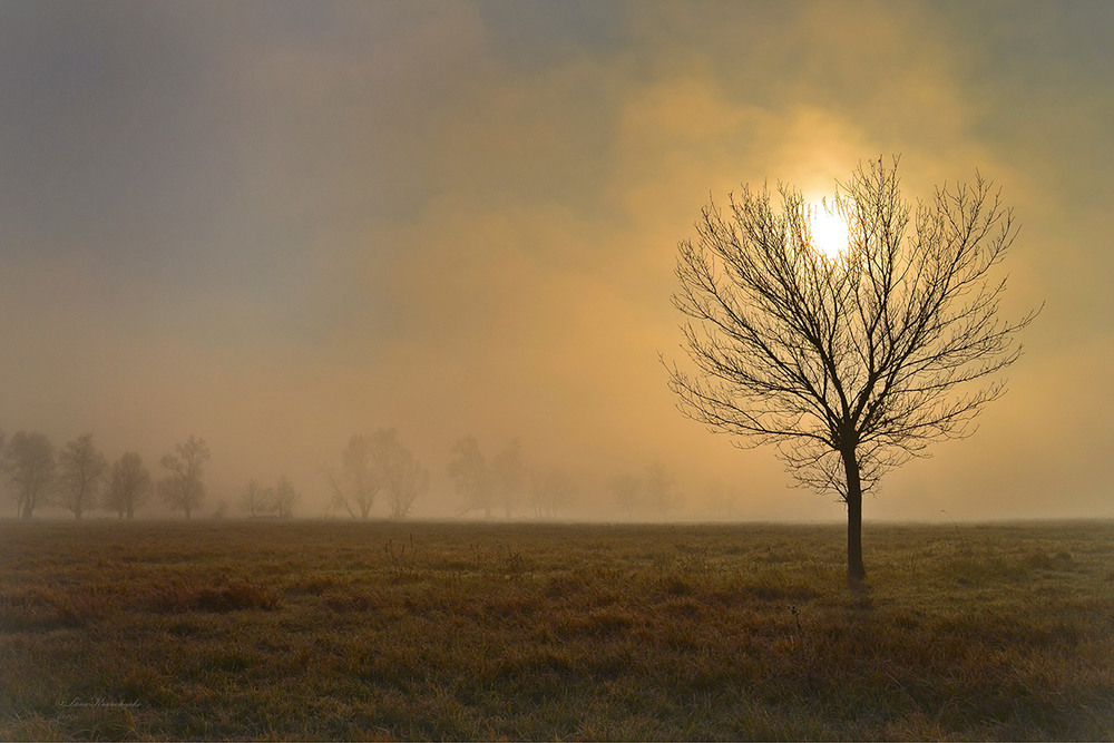 Фотографія Пройдя сквозь облако тумана, повисло солнце на ветвях... / Lana Kravchenko / photographers.ua