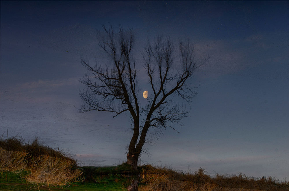 Фотографія В ветвях запуталась Луна... / Lana Kravchenko / photographers.ua
