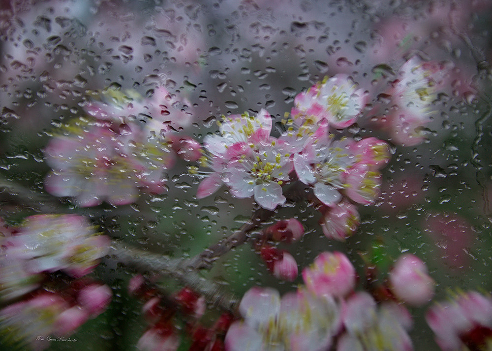 Фотографія Весенний дождь / Lana Kravchenko / photographers.ua