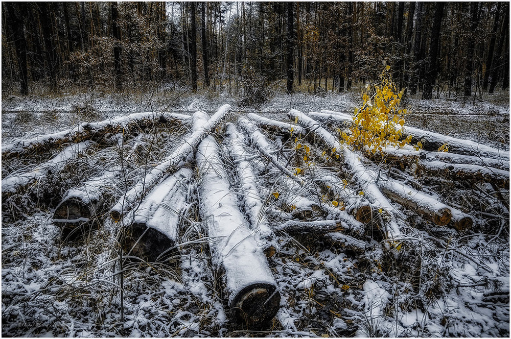 Фотографія На опушке леса... / Lana Kravchenko / photographers.ua