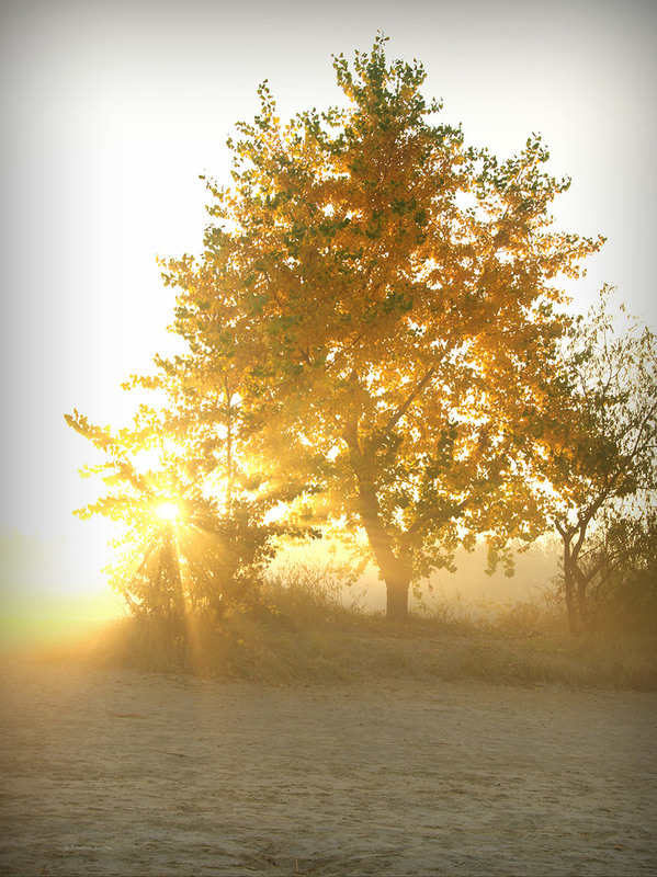 Фотографія Golden tree / Lana Kravchenko / photographers.ua
