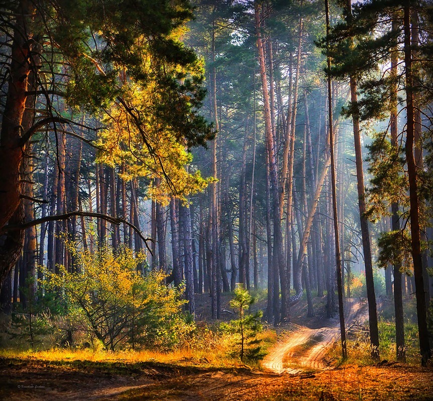 Фотографія Ранок у лісі / Lana Kravchenko / photographers.ua