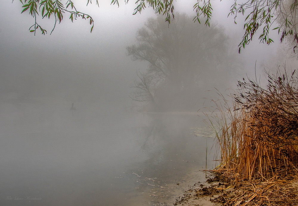 Фотографія Autumn foggy morning / Lana Kravchenko / photographers.ua