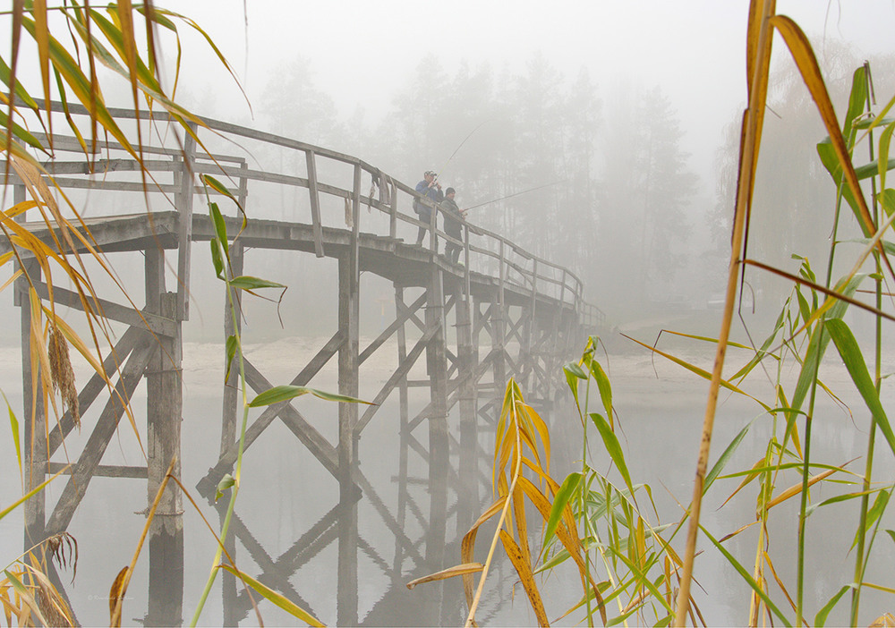 Фотографія Fog bait / Lana Kravchenko / photographers.ua