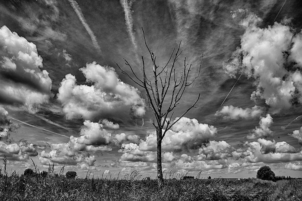Фотографія Song of the Lonely Tree / Lana Kravchenko / photographers.ua