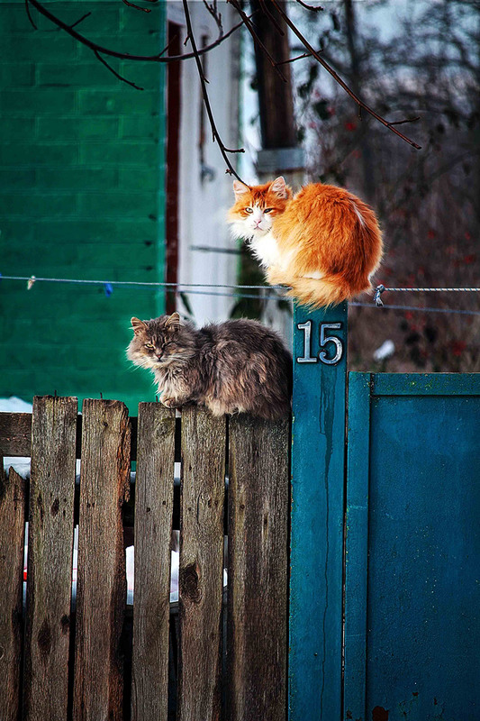 Фотографія Два кота / Татьяна Калиниченко / photographers.ua