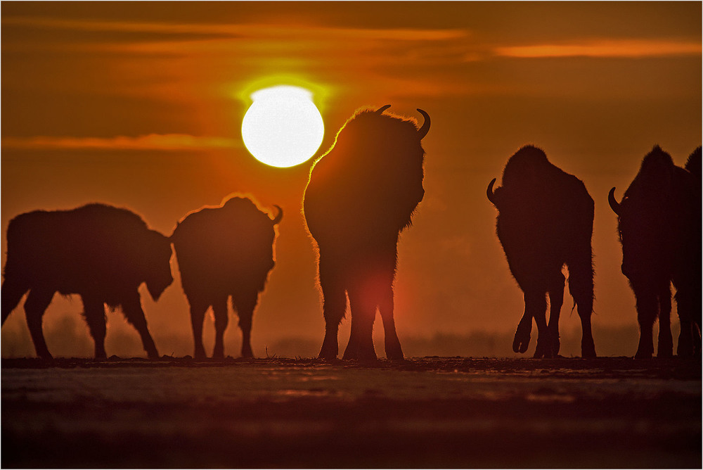 Фотографія цар Біловезької пущі - після сходу сонця / Павел Хмур / photographers.ua