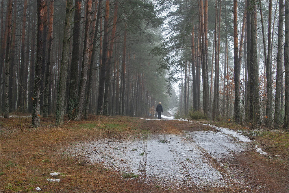 Фотографія відлига в лісі  - 2 / Павел Хмур / photographers.ua