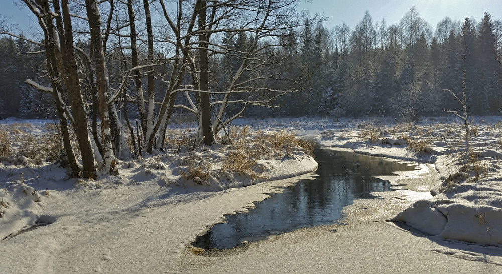 Фотографія зимовий ліс - 2016 / Павел Хмур / photographers.ua