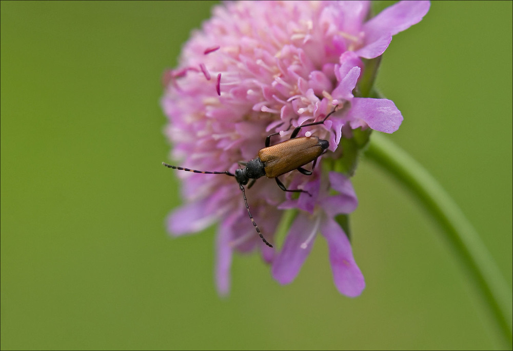 Фотографія комахи - Псевдовадо́нія звича́йна / Павел Хмур / photographers.ua