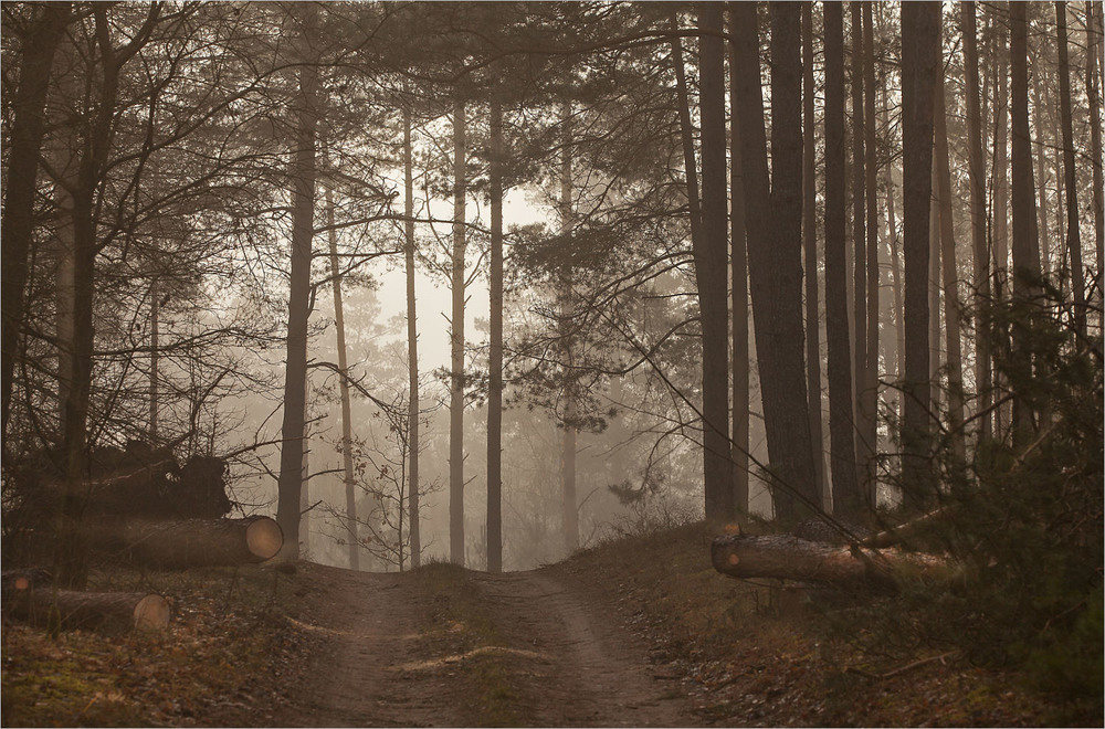 Фотографія осінній ліс / Павел Хмур / photographers.ua