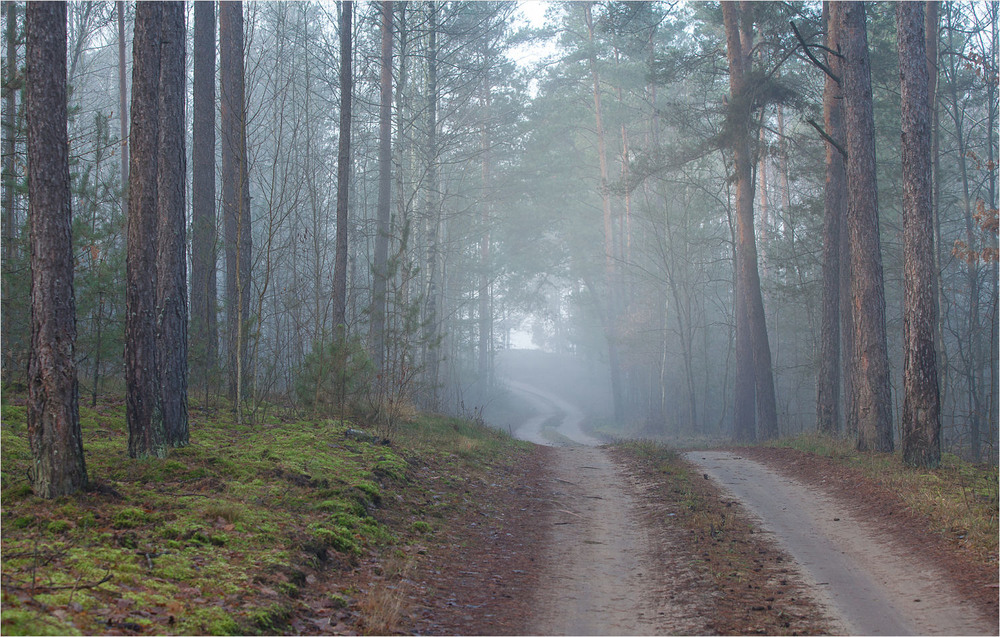 Фотографія а в лісі тиша та туман / Павел Хмур / photographers.ua