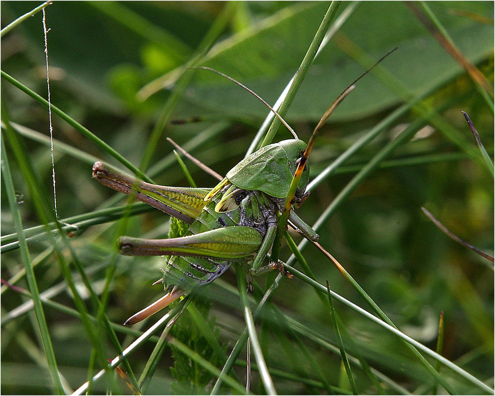 Фотографія Коник зелений (Tettigonia viridissima) / Павел Хмур / photographers.ua