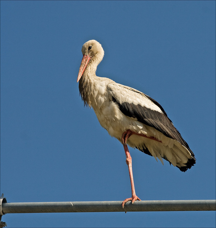 Фотографія лелека на одній нозі / Павел Хмур / photographers.ua