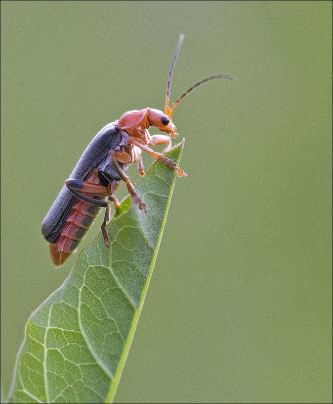Фотографія комахи - Мягкотелка бурая / Павел Хмур / photographers.ua