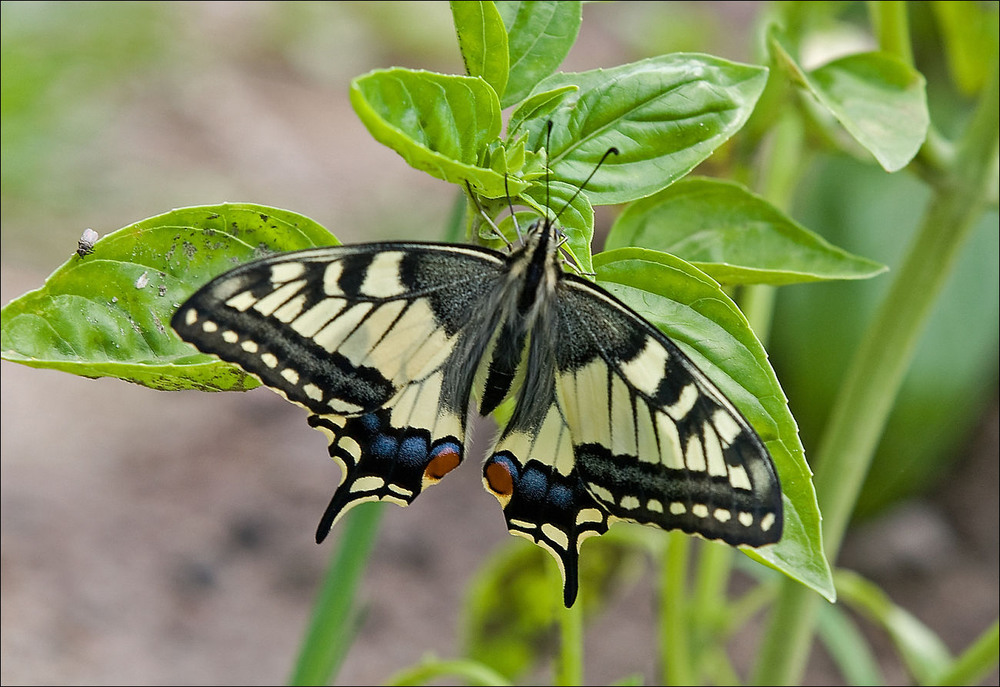 Фотографія Махаон (лат. Papilio machaon) / Павел Хмур / photographers.ua