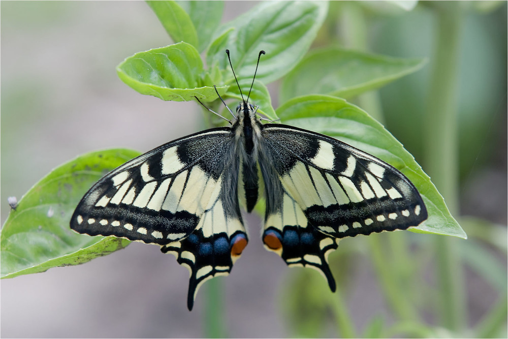 Фотографія Косатець Махаон (Papilio machaon / Павел Хмур / photographers.ua