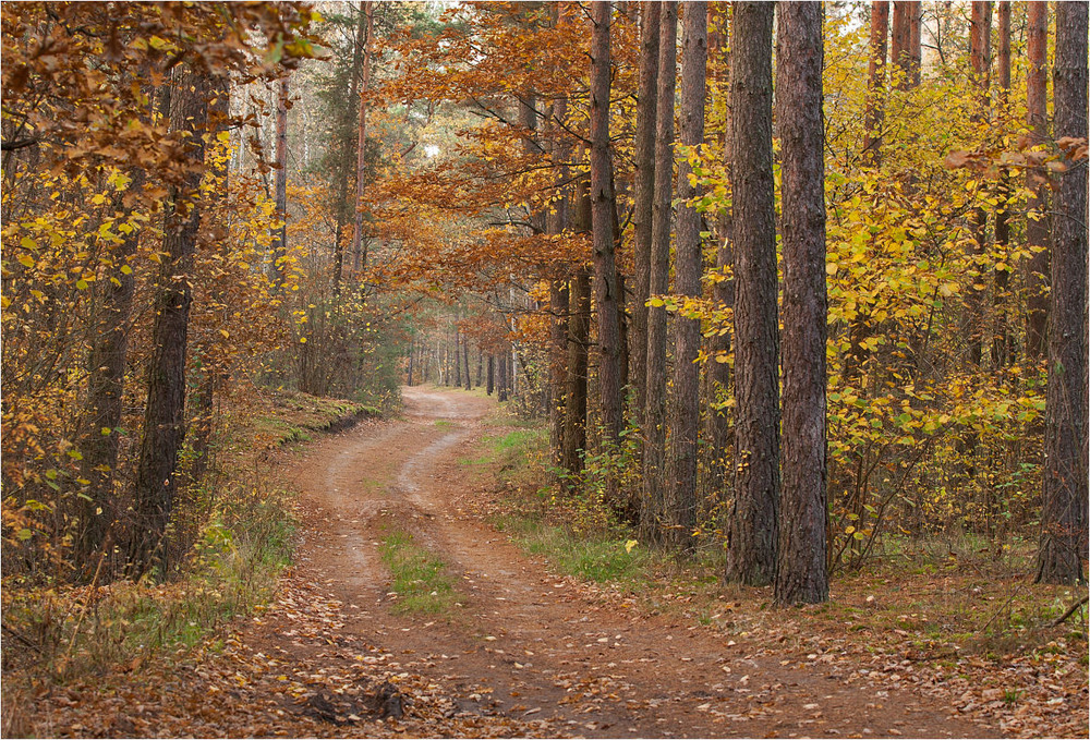 Фотографія осінь в лісі / Павел Хмур / photographers.ua