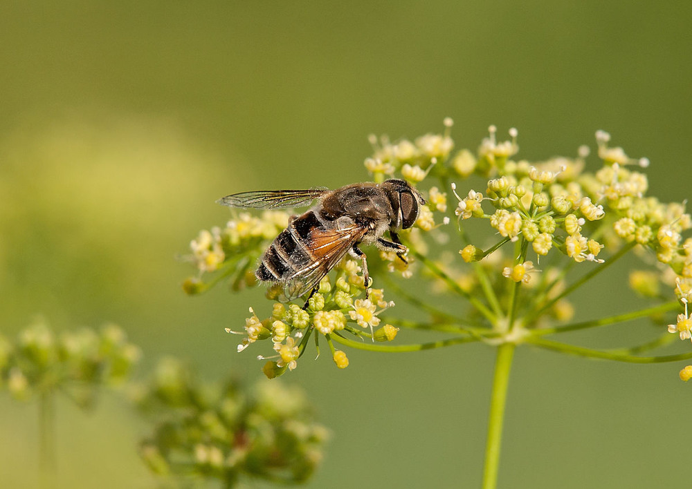 Фотографія насекомые - лето / Павел Хмур / photographers.ua